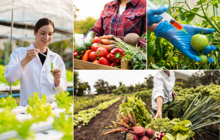 Alimente OMG: salvare sau amenințare?